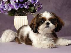 shitzu puppies available