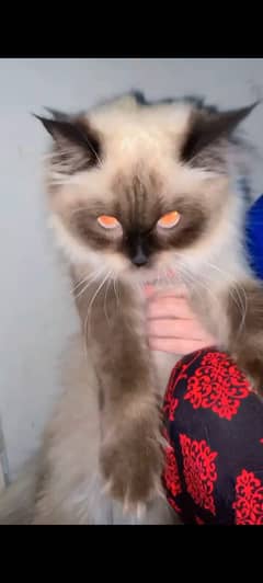 Persian 12 months old very friendly