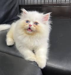 odd eyes female kitten punch face