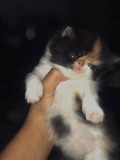 Persian piki female CFA bloodline.
