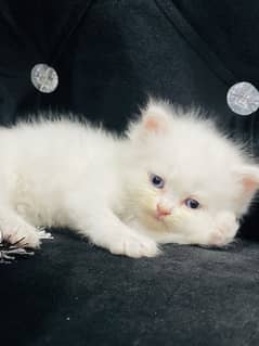 Triple coated Persian cats for sale