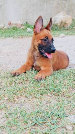 Belgian Malinois puppies