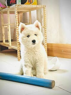 husky for sale