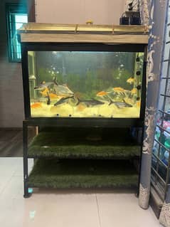 Fish Aquarium