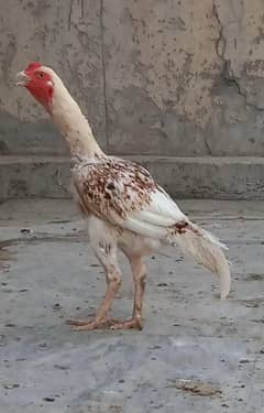 Cheena Aseel Murga 03204143422