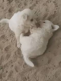 PAIR PURE RUSSIAN SPITZ