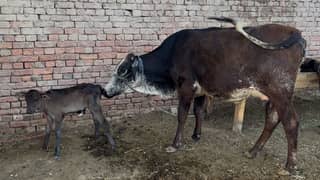 Cholistani