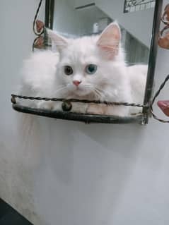 5 months female od eyes cat