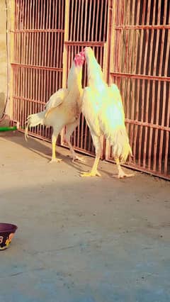 aseel shamo