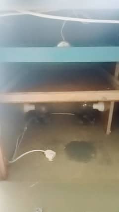 Incubator for sale