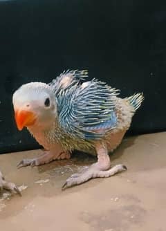 Ringneck chick for sale final price is 4000 and age is 2 months