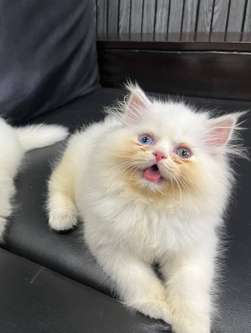 Female kitten punch face ofd eyes 3