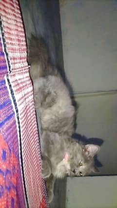 persian
