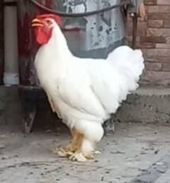 White Buff Male Murga 03204143422