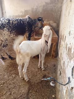 gullabi puth