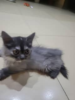 Turkish angora