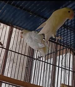 Love Birds Albino Breeder Pair Male Red Eye Female Split