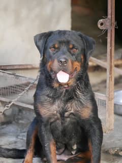 Rottweiler