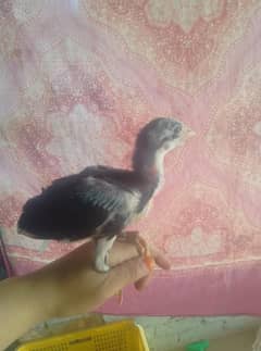 mianwali aseel cross  sindhi
