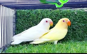 CREAMINO AND ALBINO REDEYES