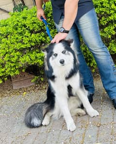 One Year Old very Well trained Husky