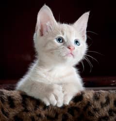Cat for sale - American Breed