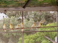 Cocktail for Sale total 12 parrots.