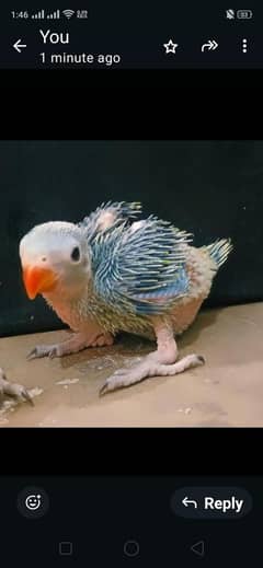 Ringneck chick for sale final price is 4000 and age is 2 months