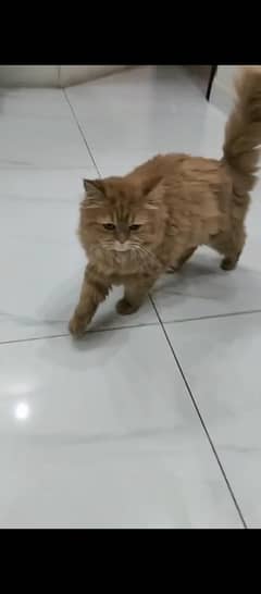 Age 1.5 years name Daisy. .