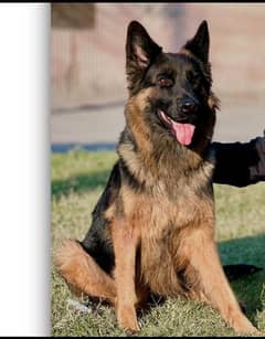 German Shepherd Female