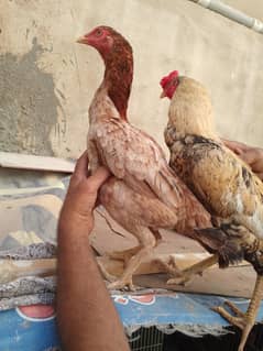 Aseel Jawa pair