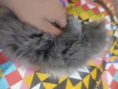 cats pair