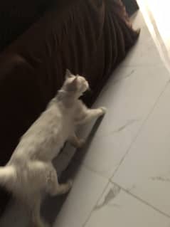 Selling my cat