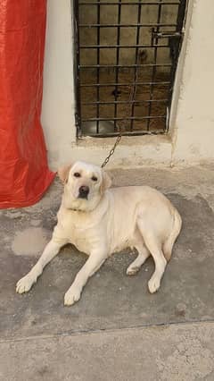 British Labrador females and gultair female pup