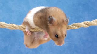 PLAYFUL AND HANDTAME HAMSTER VERY CHEAP