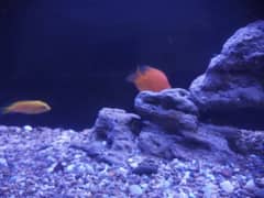 Parrot fish