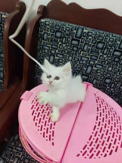 Persian Male Kitten