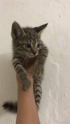 Kitten for adoption.