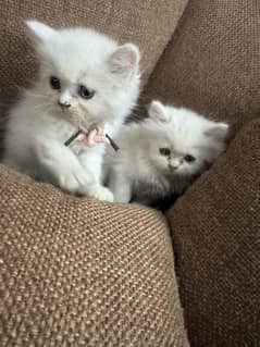 A pair of triple coated pure persian kitten 45 days older