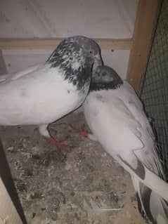high flyer pair 2 bachon k sath hai