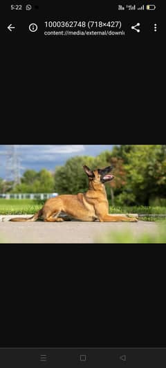 Belgian shepherd 0.3. 0.0. 4.7. 0.6. 5.0.0