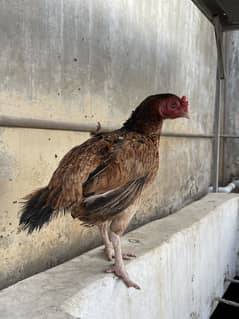 Aseel mianwali murgi