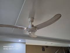 pak fan ceiling 56"