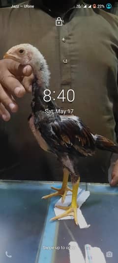 Aseel sindhi