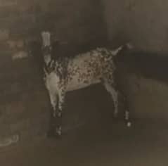 goat,,