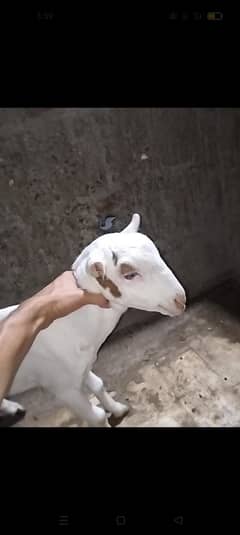 Tedda Male Age 4 months full gulabi vaccinated