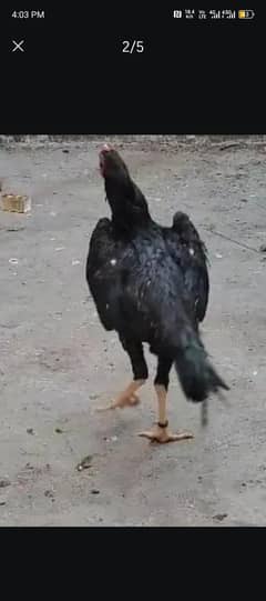 o shamo chick's