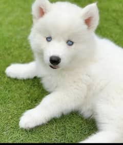 Siberian husky puppies 03198435459