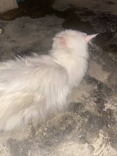 persian