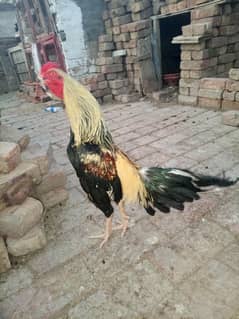 murga for sale WhatsApp number rafta karo 03021697589